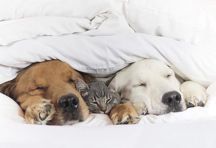 кіт з собакою