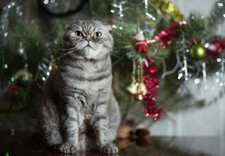 кіт і ялинка