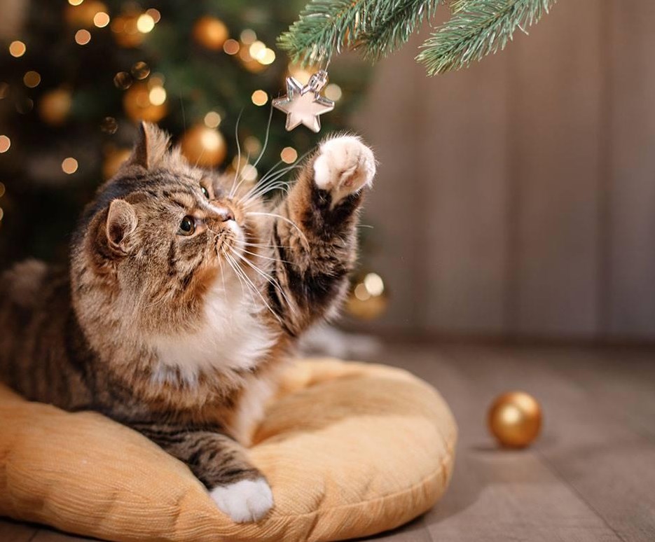 кіт і ялинка