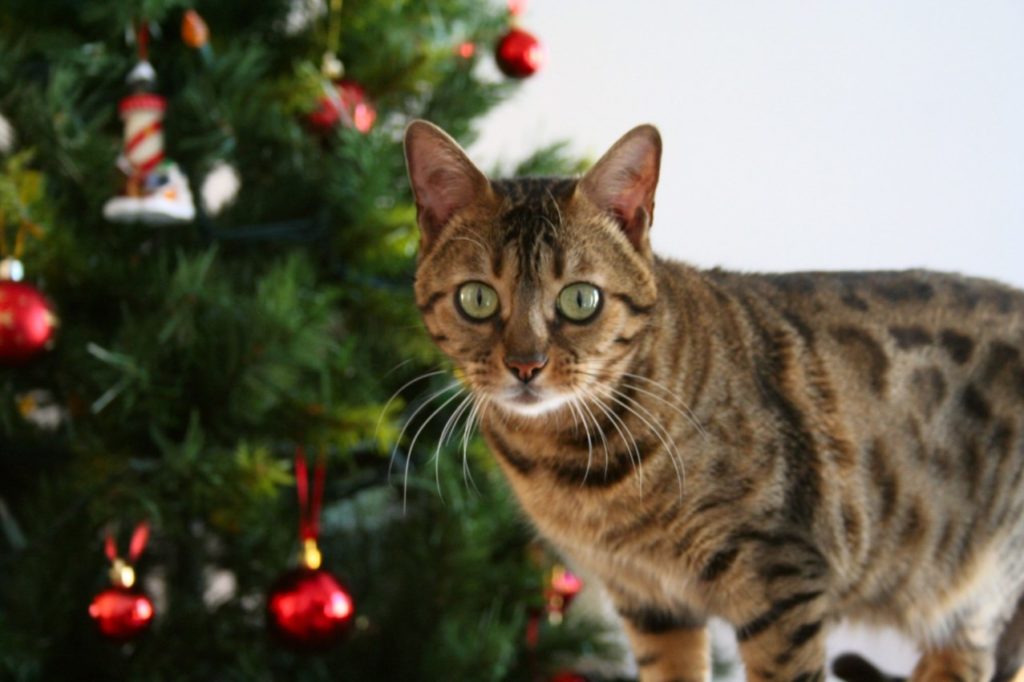 кіт і ялинка