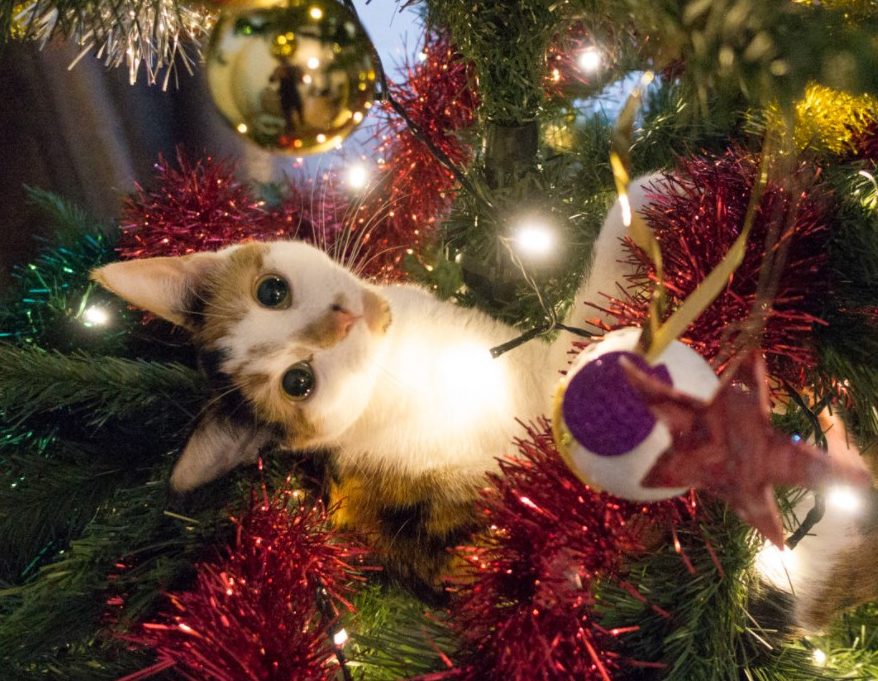 кіт і ялинка