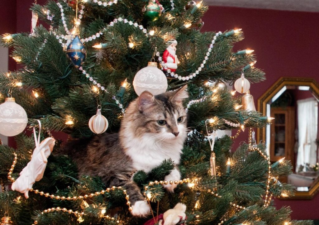 кіт і ялинка
