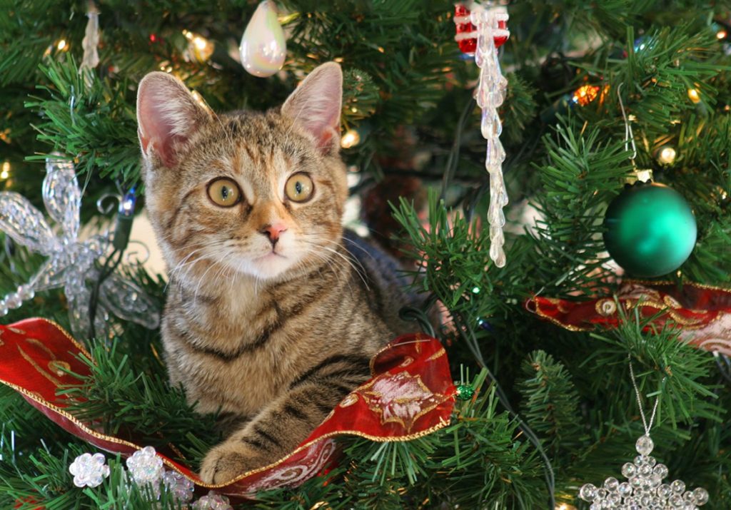 кіт і ялинка
