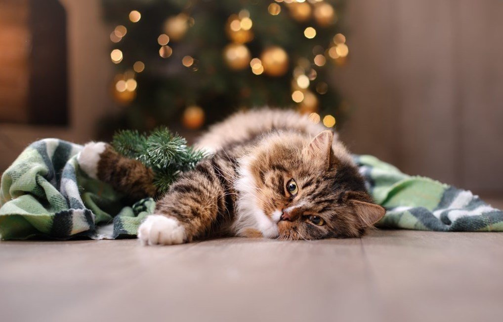 кіт і ялинка