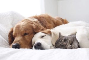 Кіт з собакою… І ще однією собакою! Дивіться, як треба дружити по-справжньому