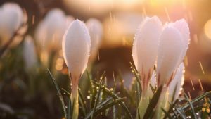 Найкрасивіші цитати про весну для вашого натхнення!