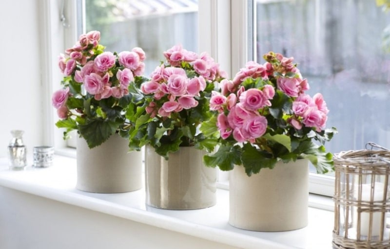 кімнатні рослини