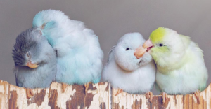 Ніжність в пастельних тонах: фотохудожниця показує красу тварин по-особливому