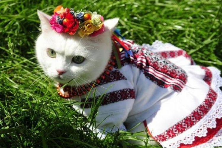 Киця в вишиванці тварини в вишиванках