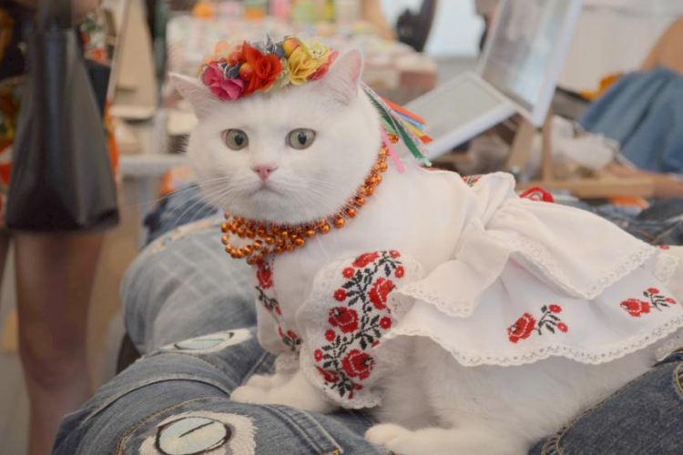 Кішка в вишиванці тварини в вишиванках