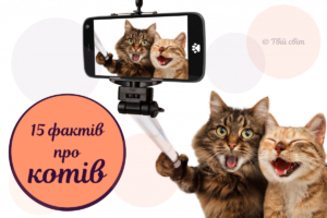 8 серпня – День котів! Історія свята та цікаві факти про пухнастиків