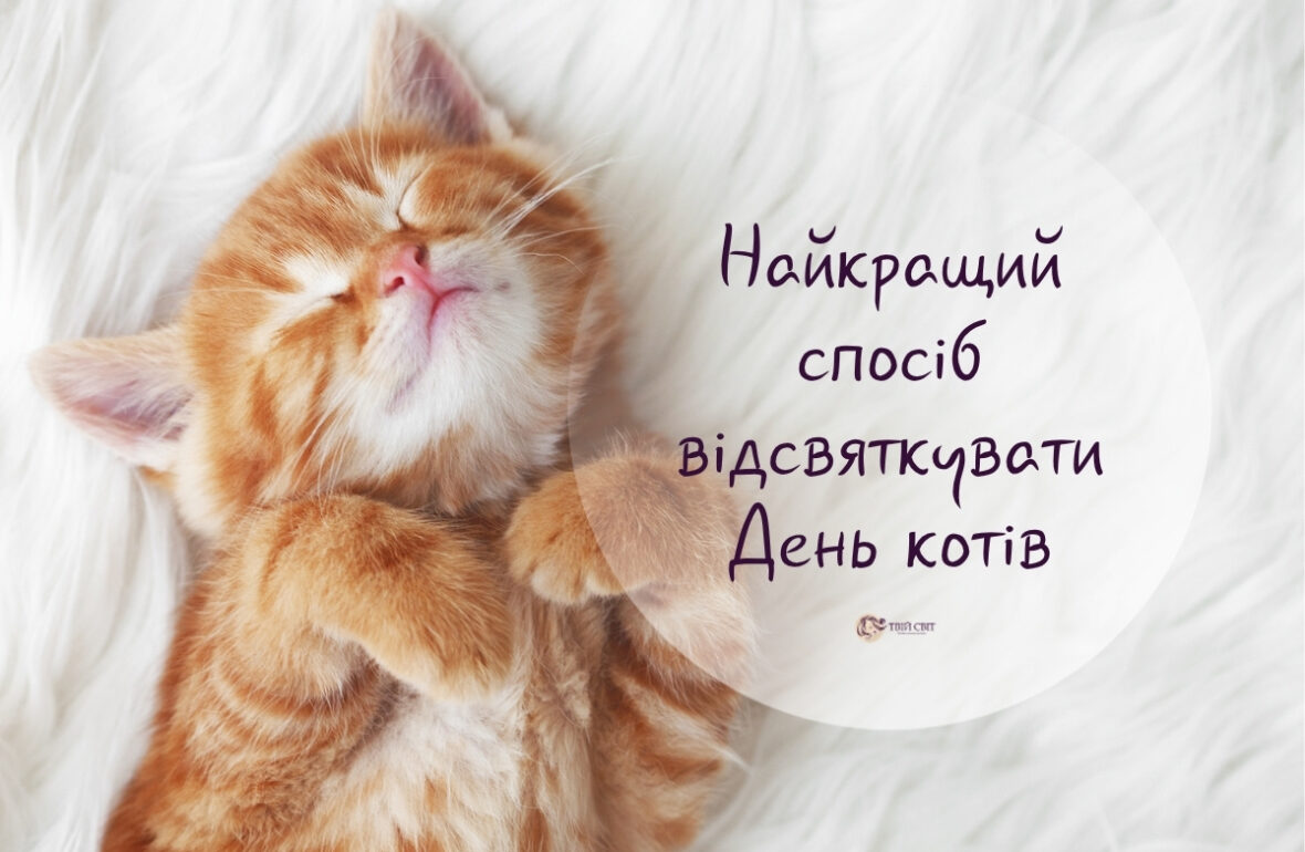 Всесвітній День котів