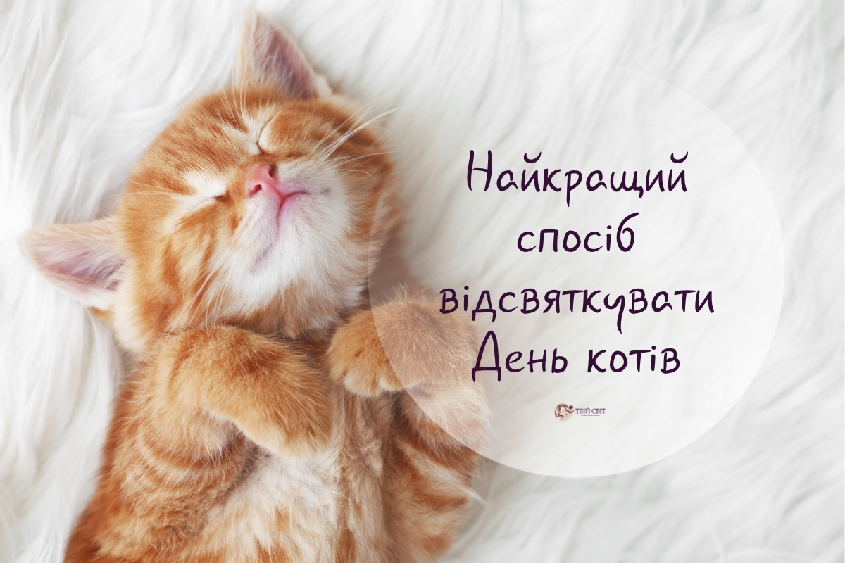 8 серпня – Всесвітній День котів: цікаві факти та допомога пухнастикам