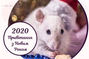 Новорічні привітання у віршах: з роком Щура, жартівливі та від усього серця