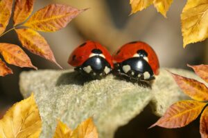 Свято Михайлове чудо: як його відзначають і про що цей день