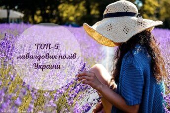 лавандові поля