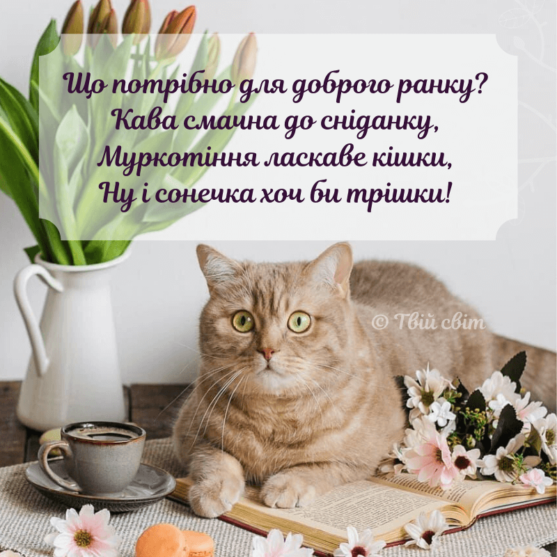 картинки доброго ранку