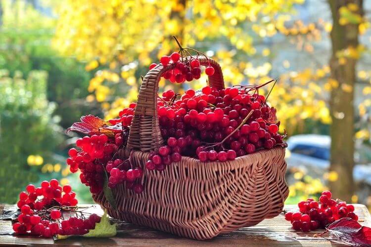 Калина звичайна