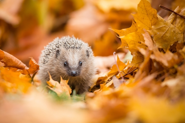 їжачок, осінь