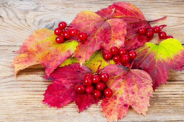 осінь, калина