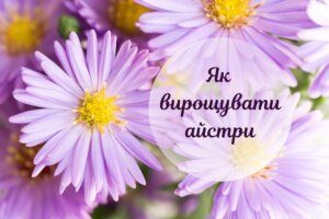 Як виростити айстри: від насіння до розсади і висадки у грунт