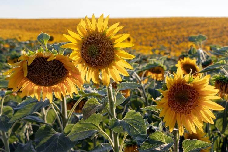 українські вірші про війну