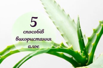 користь алое