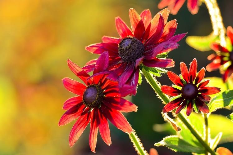 Вірші про кінець літа, квіти