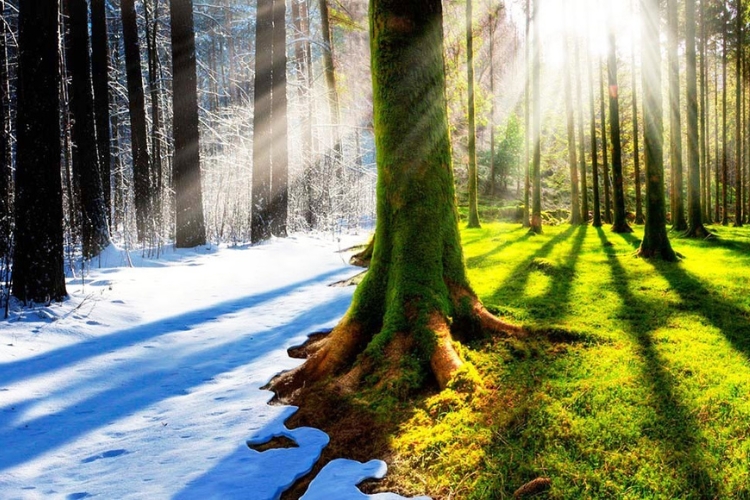 Свято Стрітення Господнє