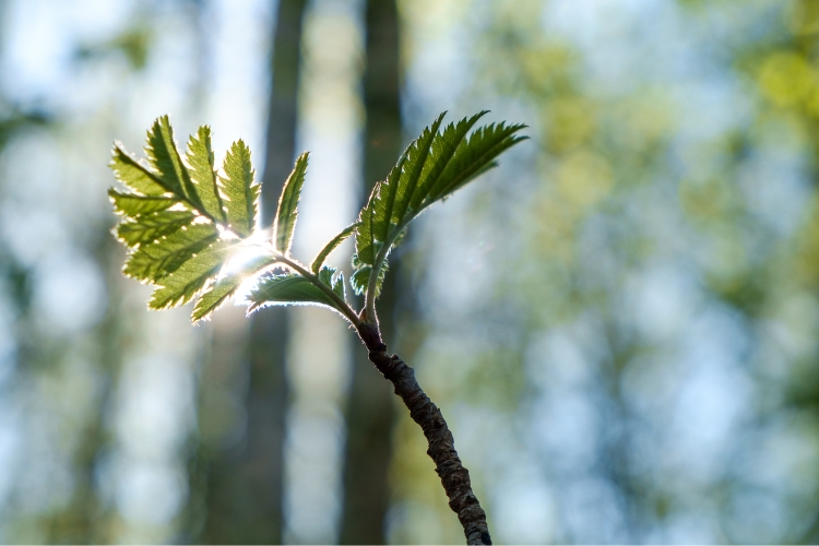 весна, листя, теплого Олекси