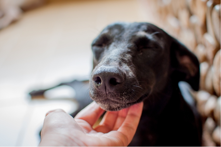 породи собак для дітей