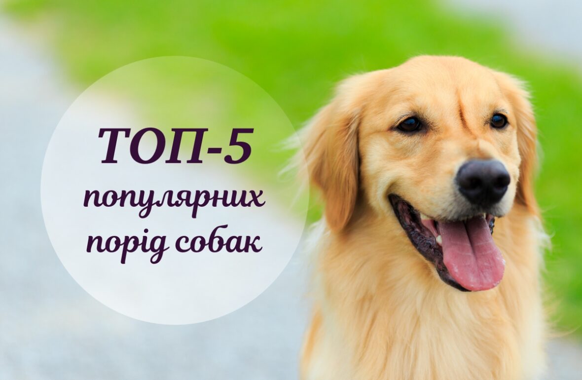 найпопулярніші породи собак