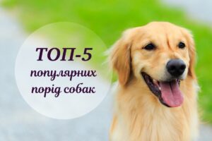 Найпопулярніші породи собак: яку з них обрати для себе?
