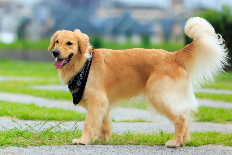 золотистий ретривер
