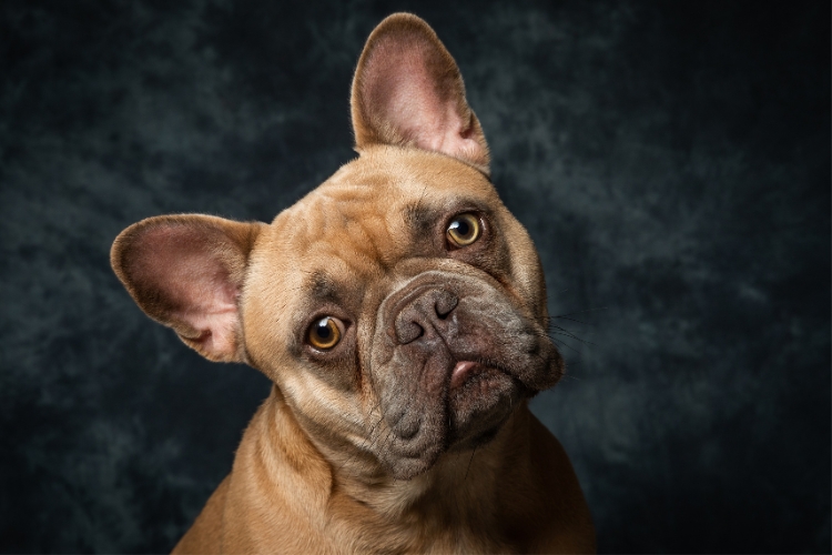 французький бульдог