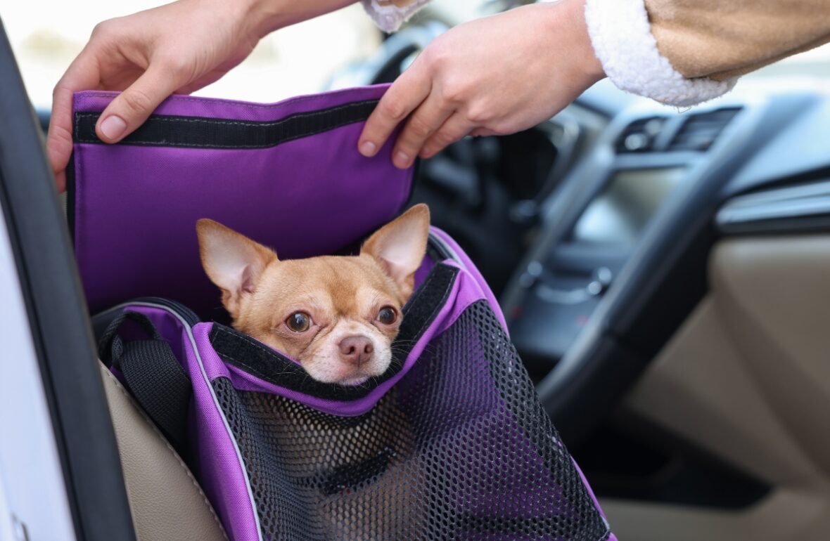 собака в переносці