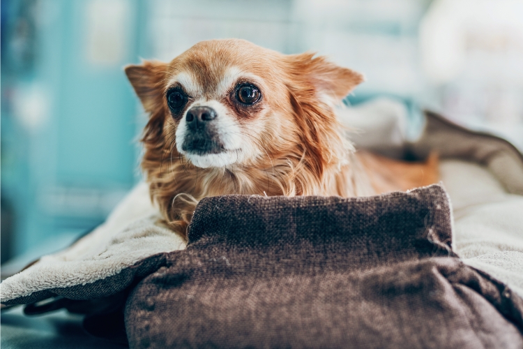 собака в переносці