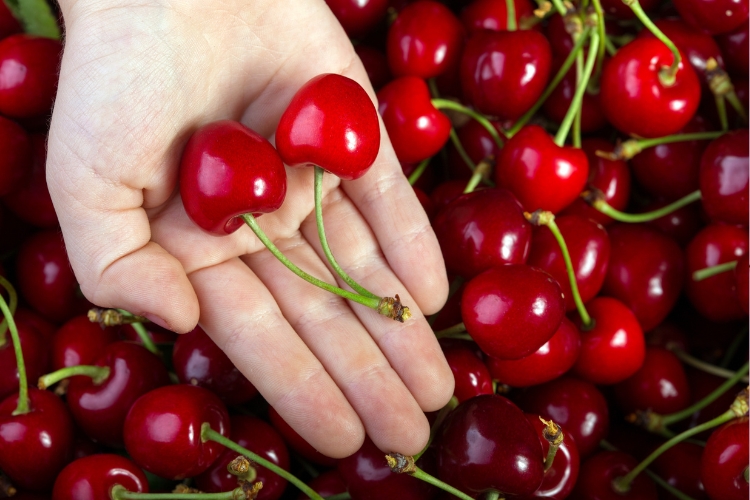 користь черешні