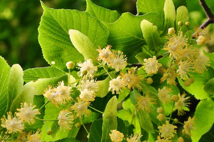 Церковний календар на липень, липа