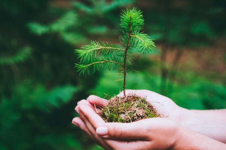 росток ялинки