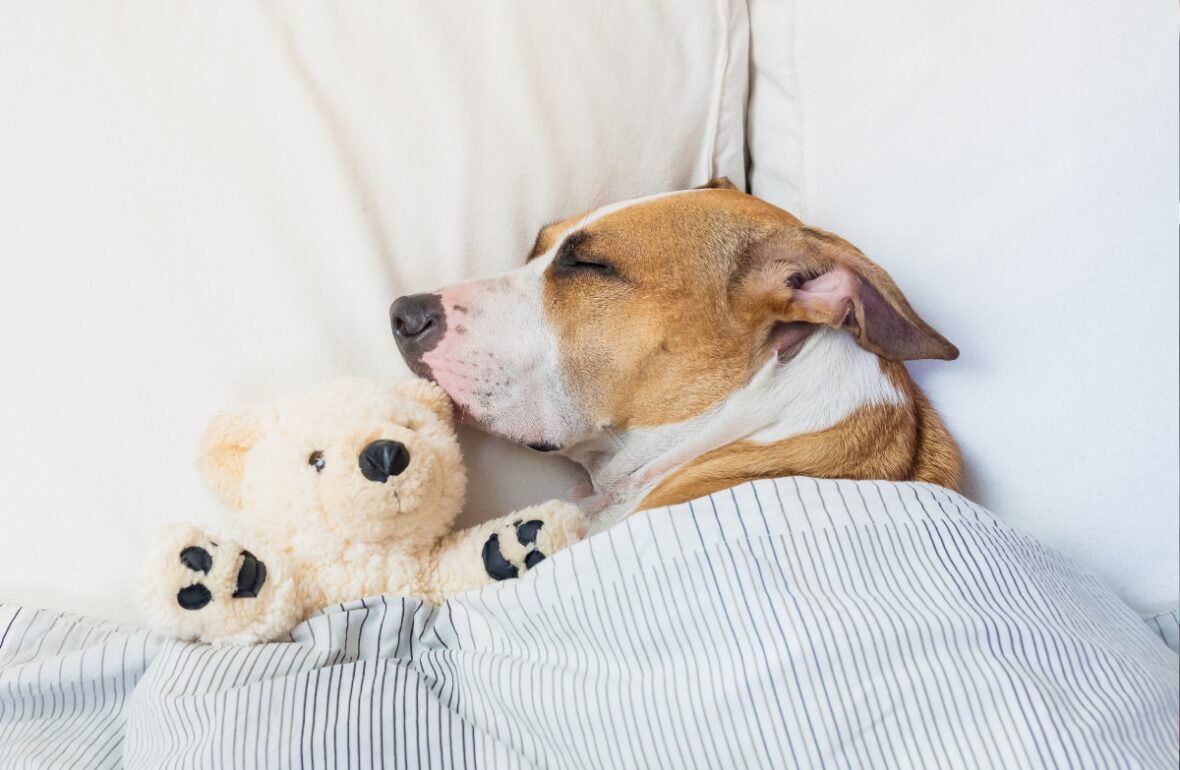 собака спить з іграшкою