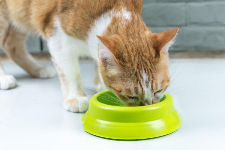 кіт їсть корм