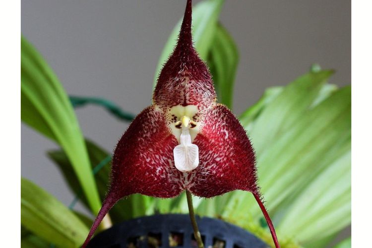 Орхідея Dracula