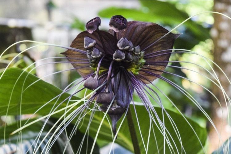 Такка Шантрьє