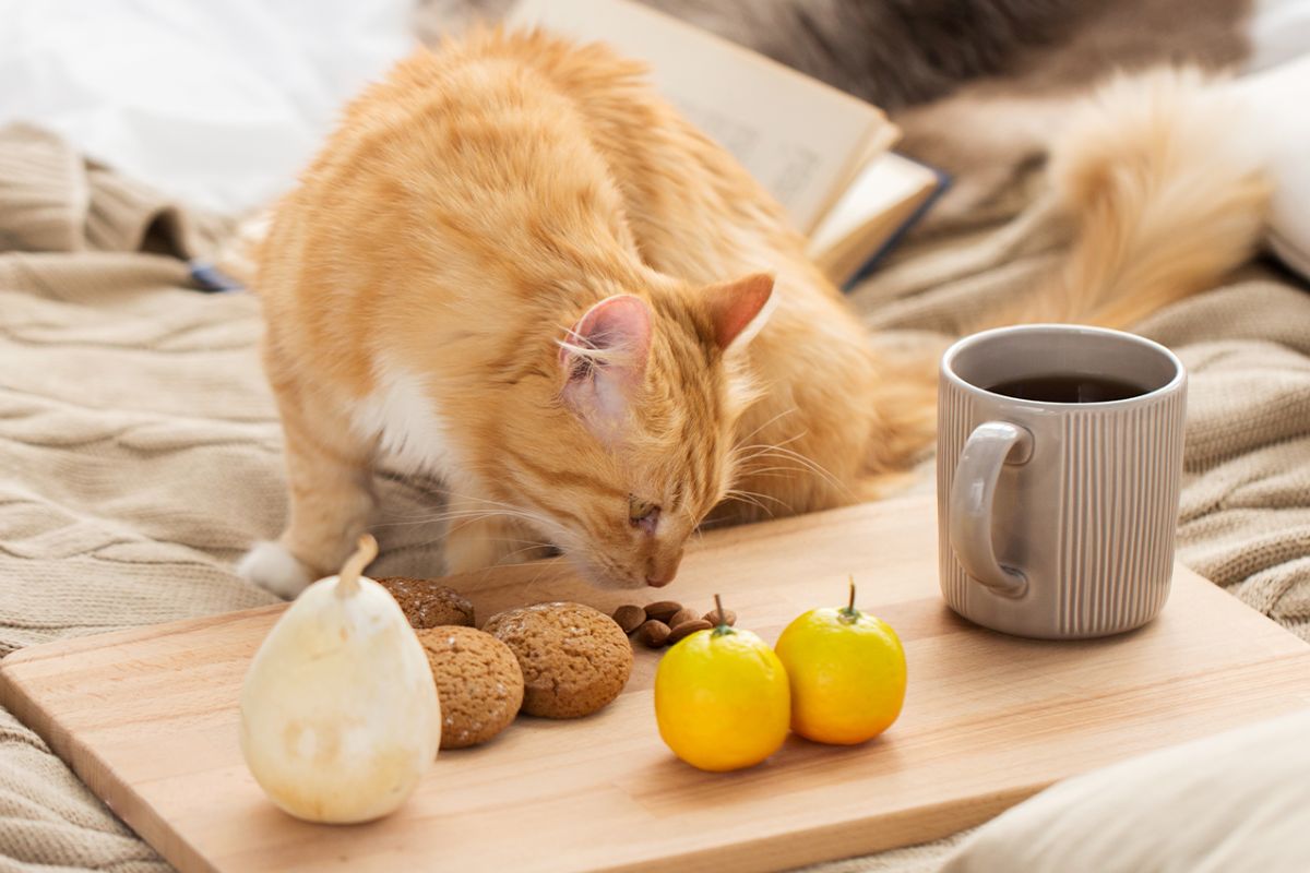 Чи можна котам їсти солодощі: корисні поради для власників