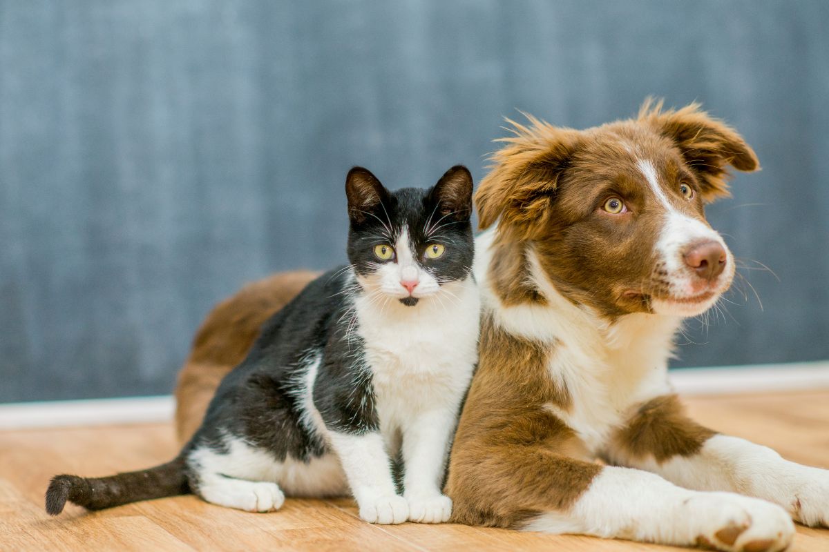 Як правильно вибрати корм для котів та собак: поради від експертів компанії Suziria