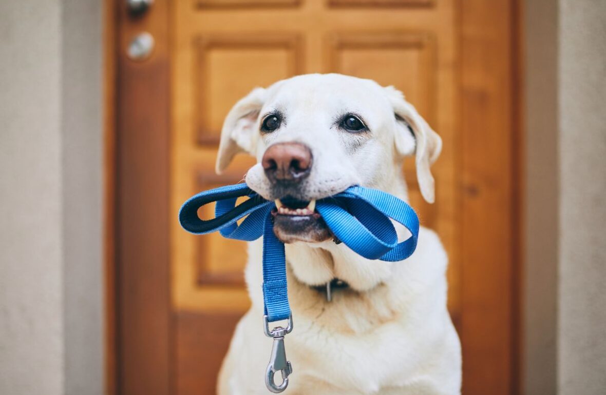 собака хоче на прогулянку