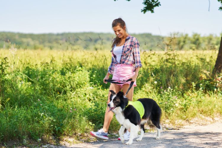 собака на прогулянці