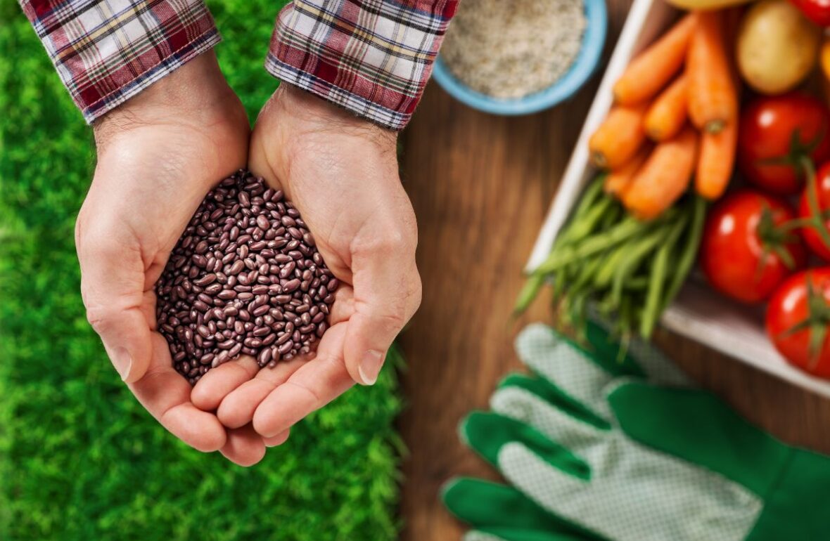 фермер тримає насіння в руках