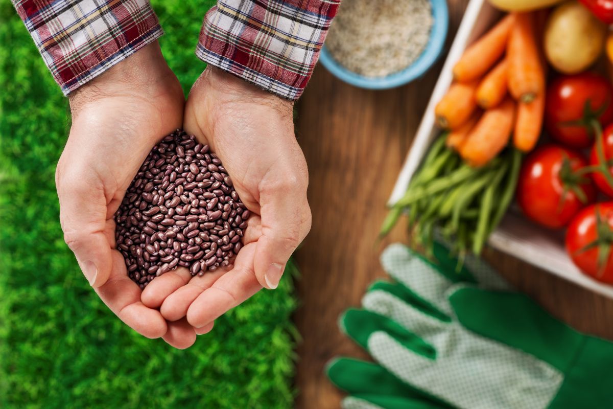 Інтернет-магазин насіння Vesnodar: як вибрати якісний посівний матеріал